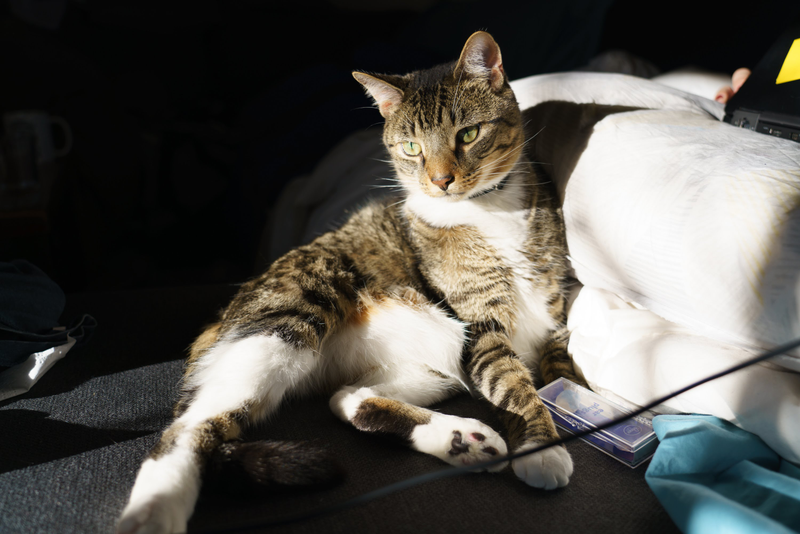 1/250 sec, f/4.0, ISO 100. Unedited photo of a very good kitty.